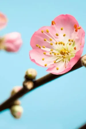 Vente Directe Papier Peint - Peach Blossom 350x250cm - Papier