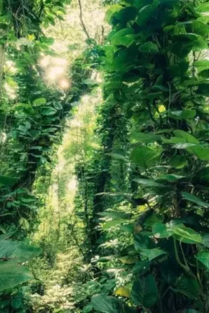 Acheter En Ligne Papier Peint - Green Leaves 450x280cm - Intissé
