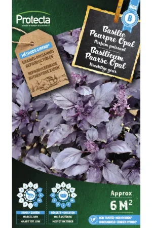 Bon Marché Semences de basilic Pourpre Opal PROTECTA