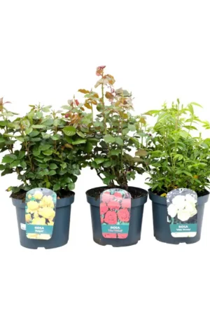 Expédié Aujourd'hui Rosier grande fleur en pot