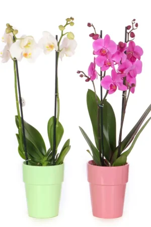Must-Have Orchidée phalaenopsis en pot