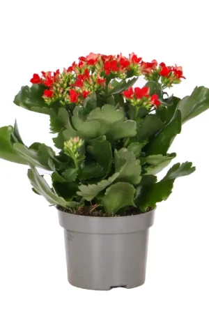 Kalanchoé Succulente Flamant rose en pot Populaire