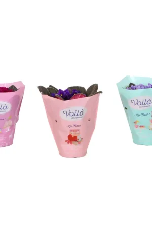 Violette africaine en pot Prix Cassé