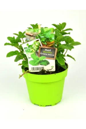 Remise Menthe marocaine en pot