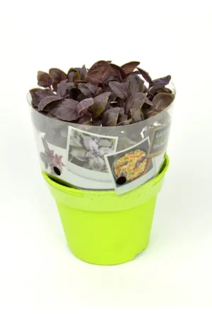 Commander Maintenant Basilic pourpre en pot