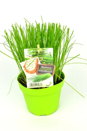 Prix Promo Ciboulette en pot