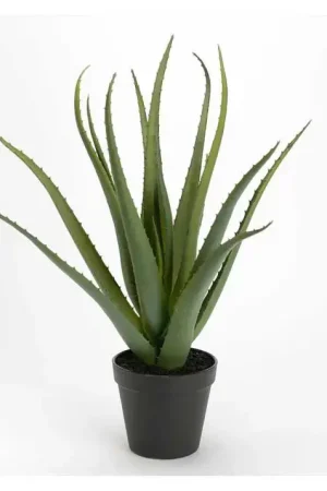 Prix Réduit ALOE VERA POT H45CM