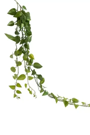 CHUTE PHILO SCANDENS Retour Gratuit