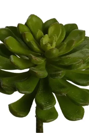 ECHEVERIA SECUNDA Top Vente