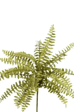 Jusqu'à Épuisement Des Stocks FOUGÈRE NEPHROLEPIS