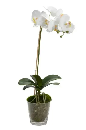 ORCHIDÉE PHALAE DIVA POT Top Vente
