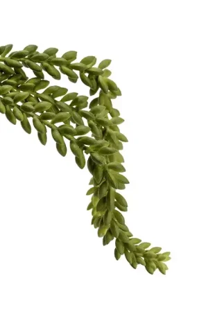 Offre Exclusive PIQUET SEDUM