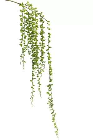 PIQUET SENECIO Livraison Express