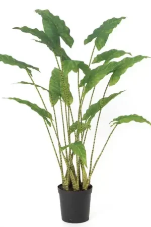 ALOCASIA ZEBRINA H94CM Meilleure Vente